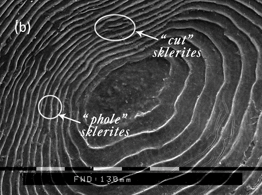 fig 1b_en.jpg